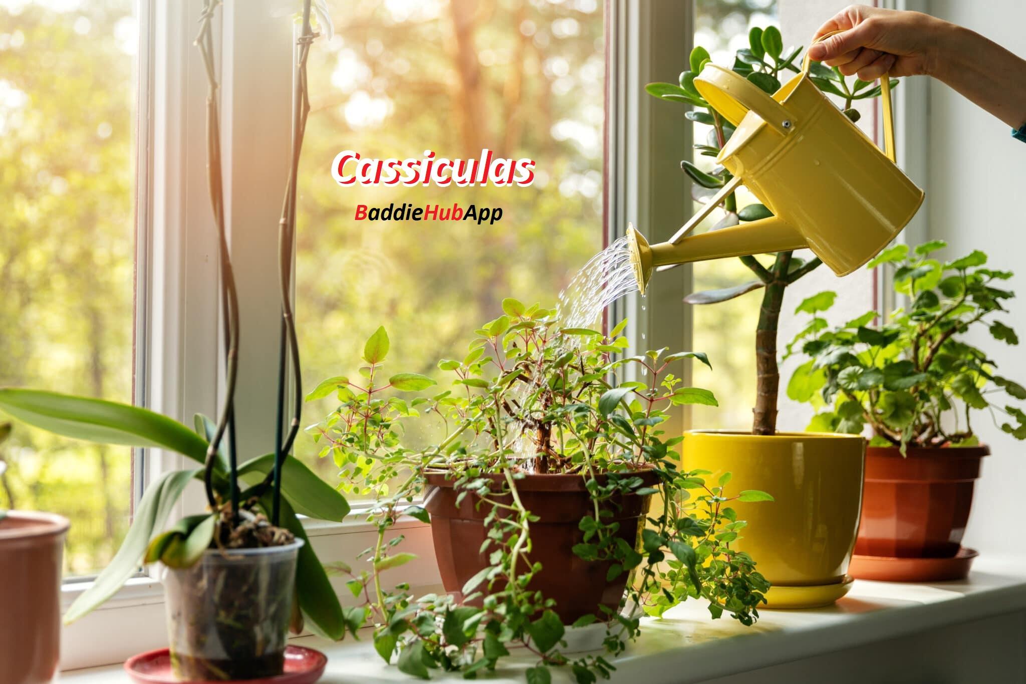 Baddiehubapp-Cassiculas Plant The Perfect Indoor Greenery for your Home3